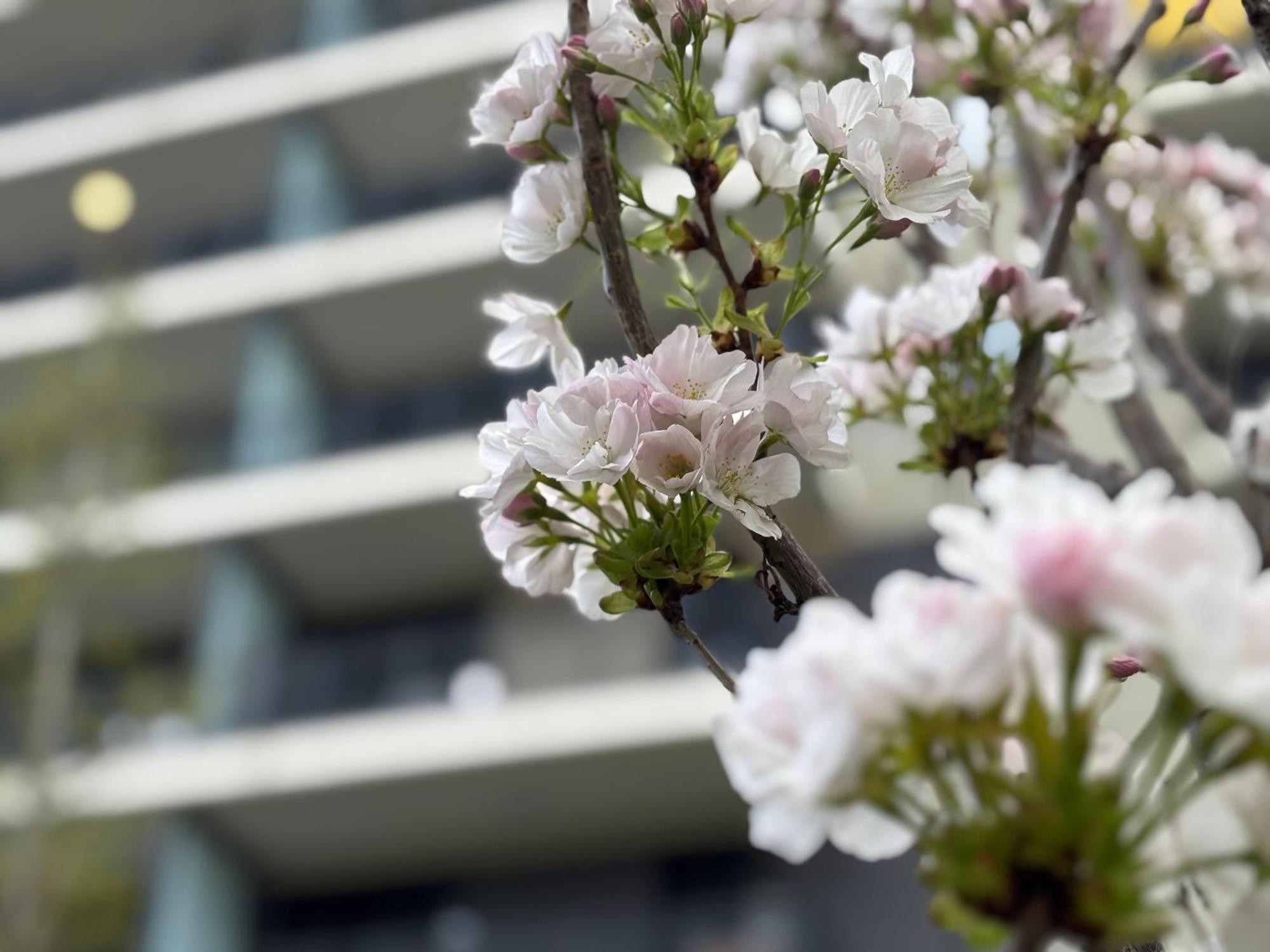 Japandi Studio Apartment, Free Parking Budapest Esterno foto